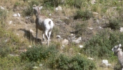 PICTURES/Glacier Critters/t_Mountain Sheep2.JPG